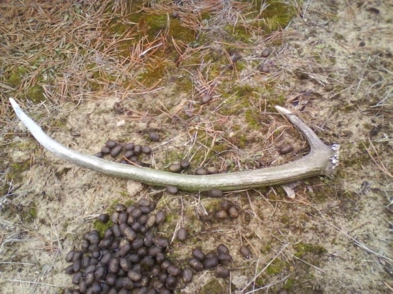 dnešný  ale  starý