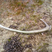 dnešný  ale  starý