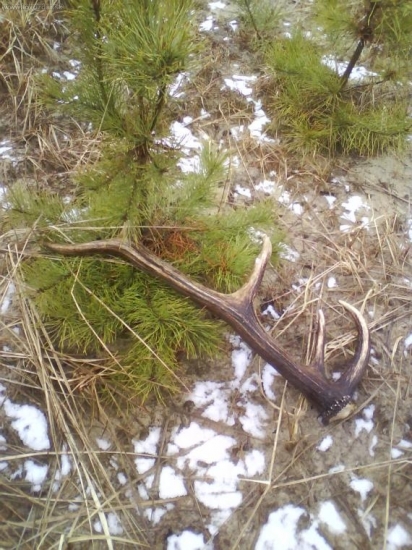 včerajši   ale  starši