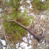 včerajši   ale  starši