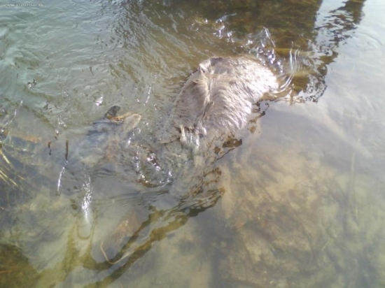 čertík v  potoku   :-(