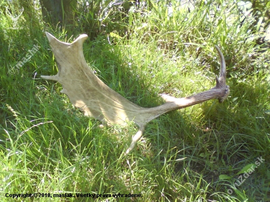kamaratova