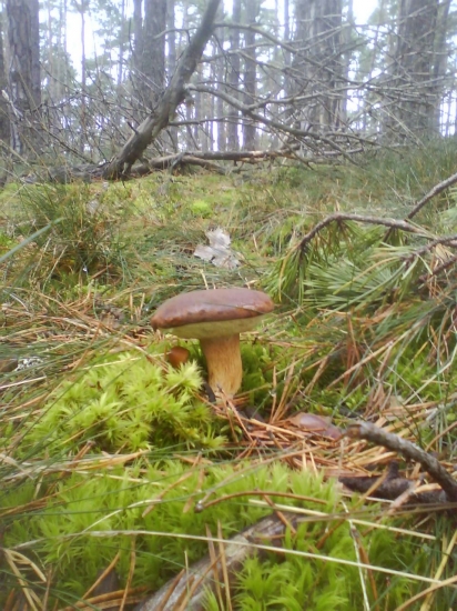 dnešný   suchačik.