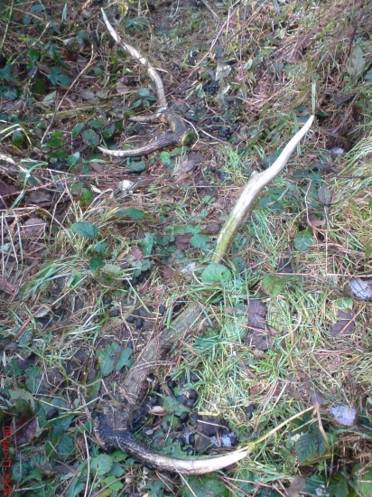 Dnešná prechadzka   1