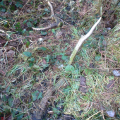 Dnešná prechadzka   1