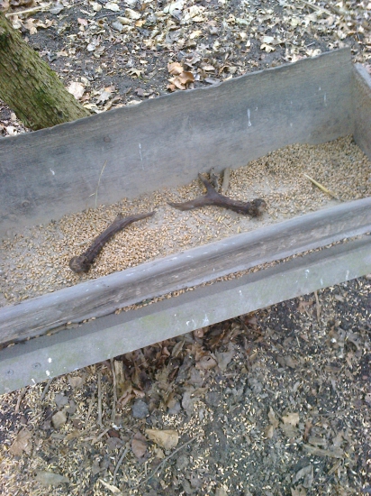 Odmena za prikrmovanie