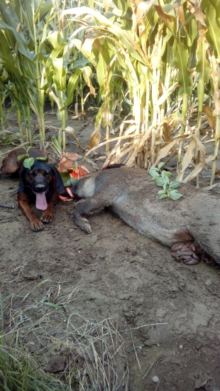 Tažká dohľadavka v kukurici
