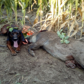 Tažká dohľadavka v kukurici
