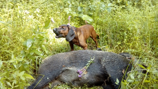 Úspešná dohľadávka