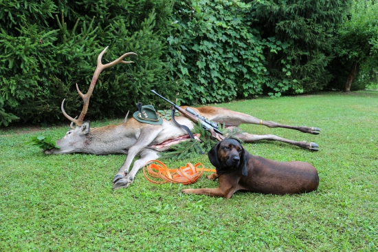 Dohľadávka jeleňa