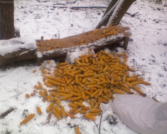 Krmenie PZ Topľa Soľ