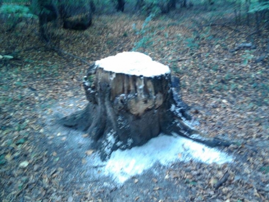 solisko 1 v PZ Topla Sol