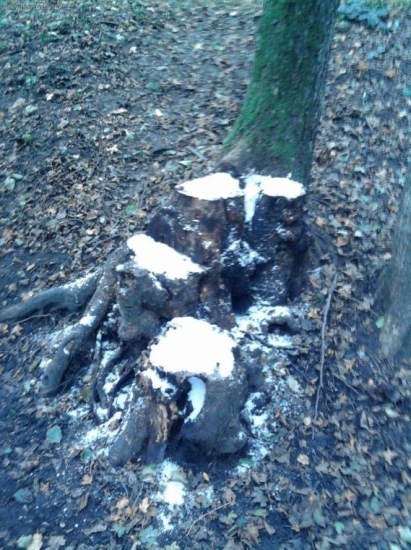 solisko 4 v PZ Topla Sol