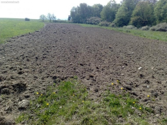 obsiate policko 1 v PZ TOPLA SOL