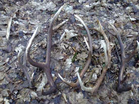 Jedna nedelna prechadzka