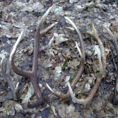 Jedna nedelna prechadzka