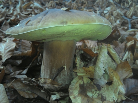 Dokedy budu ešte rásť?