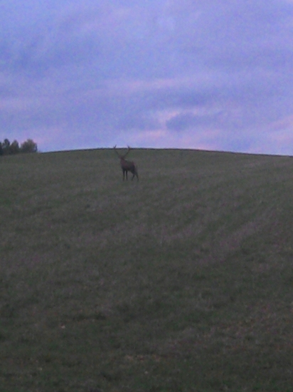 Jeleň pod horizontom