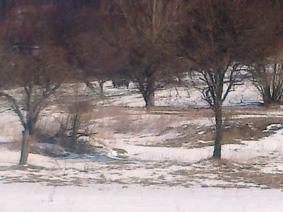 V pozadi črieda zubrov. NP  Poloniny