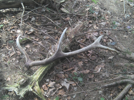 Prvy v tejto sezone.