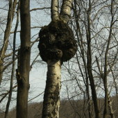 Zaujimava breza.