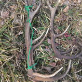 Včerajšia prechadzka