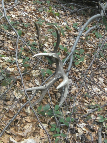 Dnešny  osemnastorak.