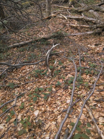 Pohľad ktori poteši.