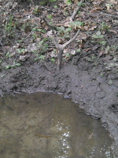 Dnešny bahniak desatorak .