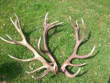 Ešte sa najdu aj dobre jelene.