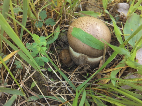 Už sa tlačia vonku.