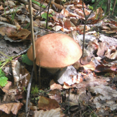 Červenačik