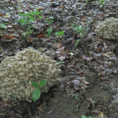 pekne
