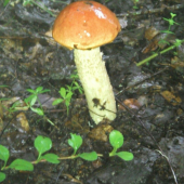 Červenačik