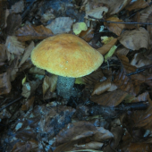 Červenačik