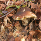 Novembrovy