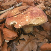 Hrib sosnovy