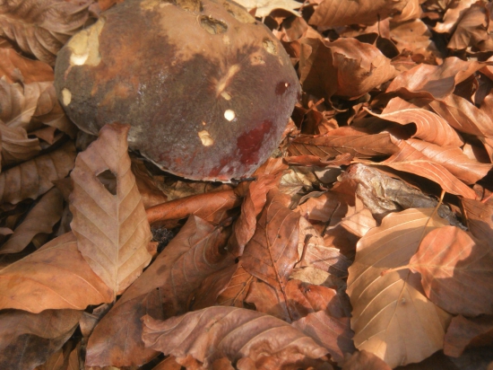 Skoro som náň stupíl