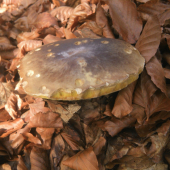 Novembrovy