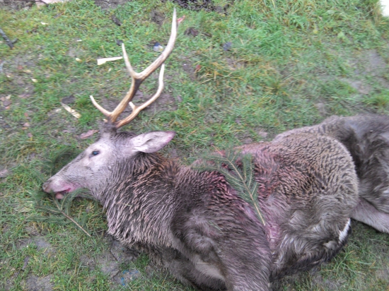 Konečne sadlo šťastie aj namňa a Diana mi dopriala