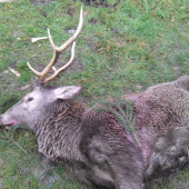 Konečne sadlo šťastie aj namňa a Diana mi dopriala