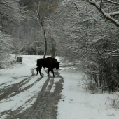 Byčok