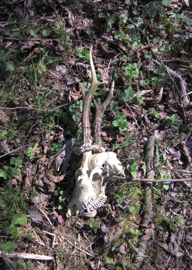 Synov úhyn dlžka 27cm.