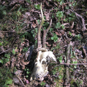 Synov úhyn dlžka 27cm.