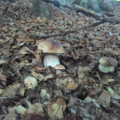 Konečne rastu.