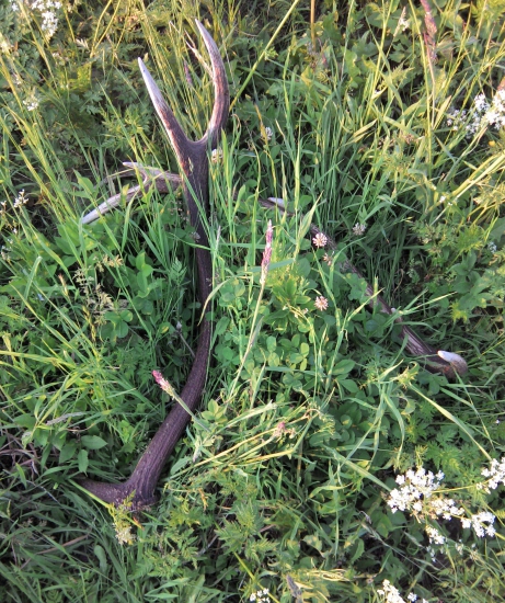 keď na ne nešľapnem tak neuvidim