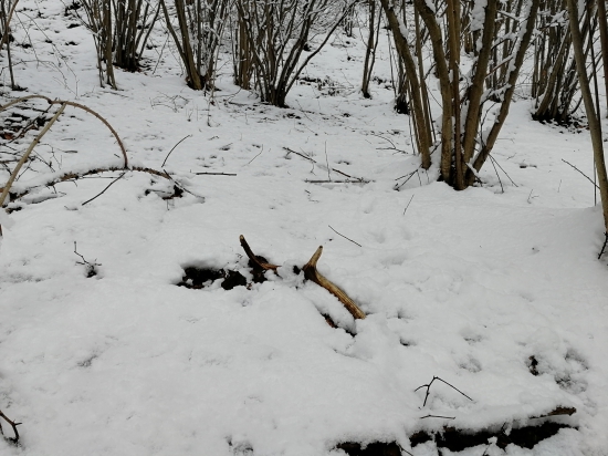 Náhoda cestou ku krmeniu.