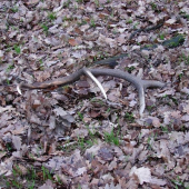 jeleni ušli paroh zostal