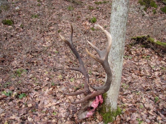 mal to byť špicák