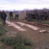 polovka
